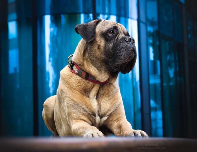 Hundeauslaufgebiet-Isabella Suppan Fotografie-Bild