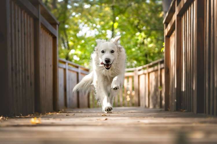 Hundeauslaufgebiet-Isabella Suppan Fotografie-Bild