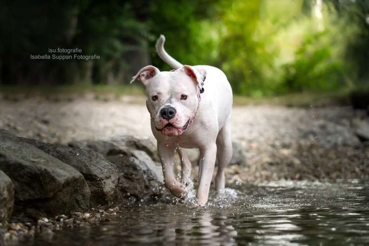 Hundeauslaufgebiet-Isabella Suppan Fotografie-Bild