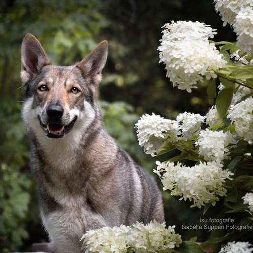 Hundeauslaufgebiet-Isabella Suppan Fotografie-Bild