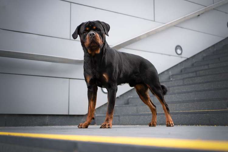 Hundeauslaufgebiet-Isabella Suppan Fotografie-Bild