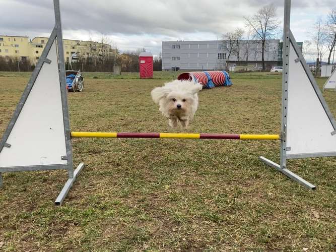 Hundeauslaufgebiet-clickerdogs.ch-Bild