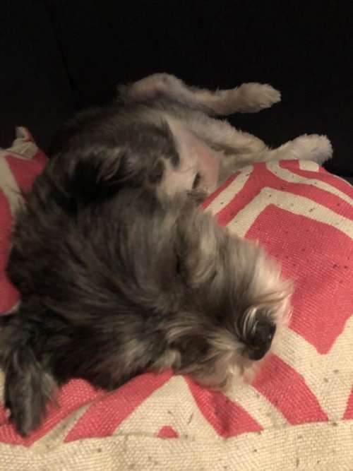 Hundeauslaufgebiet-Tierheilpraktikerin Bersem-Bild