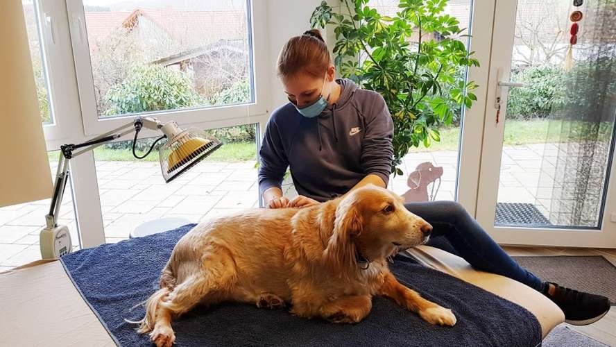 Hundeauslaufgebiet-Tierphysiotherapie Pfotenwohl-Bild