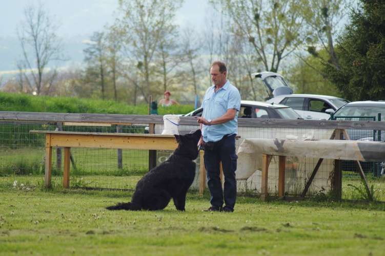 Hundeauslaufgebiet-Hundefreunde Wolfsberg-Bild