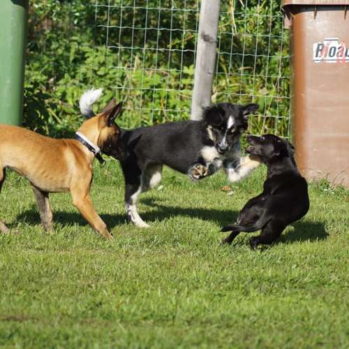 Hundeauslaufgebiet-Hundefreunde Wolfsberg-Bild