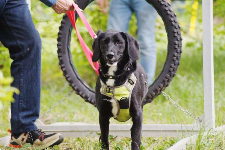 Hundeauslaufgebiet-Hundefreunde Wolfsberg-Bild