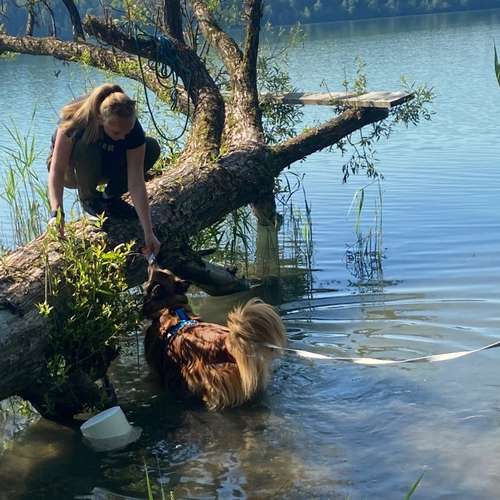 Hundeauslaufgebiet-Hundefreunde Wolfsberg-Bild