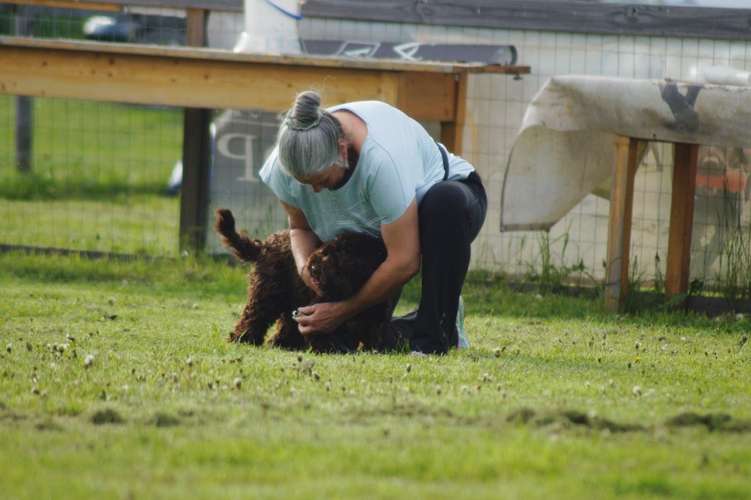 Hundeauslaufgebiet-Hundefreunde Wolfsberg-Bild