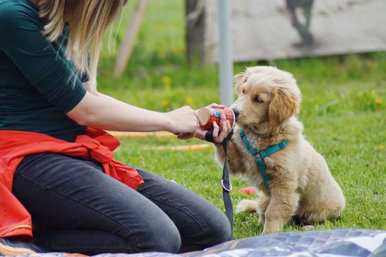 Hundeauslaufgebiet-Hundefreunde Wolfsberg-Bild