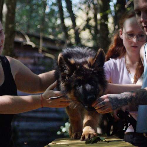Hundeauslaufgebiet-Hundefreunde Wolfsberg-Bild