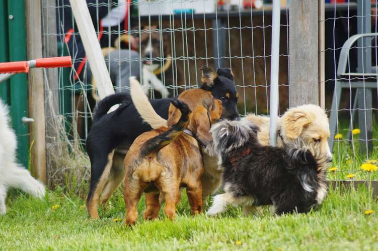 Hundeauslaufgebiet-Hundefreunde Wolfsberg-Bild