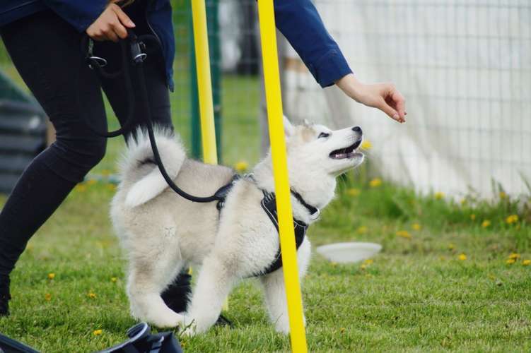 Hundeauslaufgebiet-Hundefreunde Wolfsberg-Bild