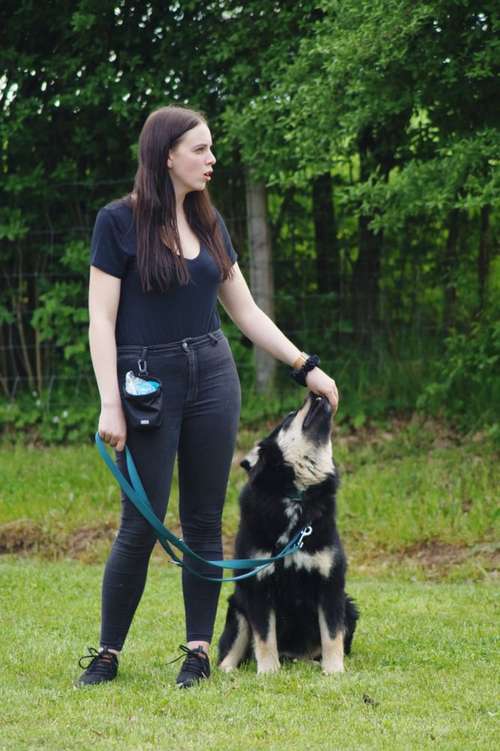 Hundeauslaufgebiet-Hundefreunde Wolfsberg-Bild