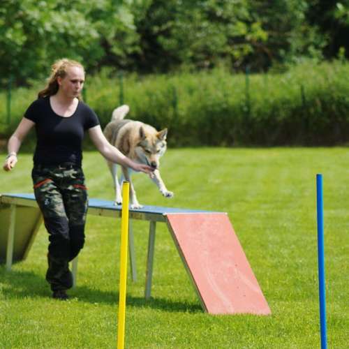 Hundeauslaufgebiet-Hundefreunde Wolfsberg-Bild