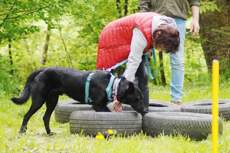 Hundeauslaufgebiet-Hundefreunde Wolfsberg-Bild