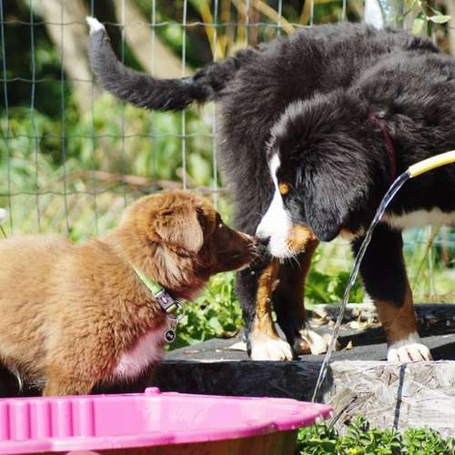 Hundeauslaufgebiet-Hundefreunde Wolfsberg-Bild