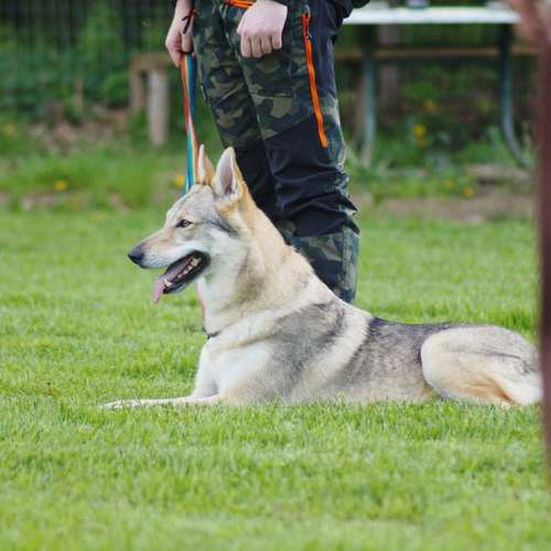 Hundeauslaufgebiet-Hundefreunde Wolfsberg-Bild