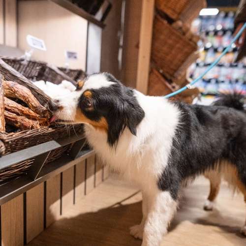 Hundeauslaufgebiet-ZooRoyal Niendorf-Bild