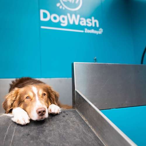 Hundeauslaufgebiet-ZooRoyal Niendorf-Bild