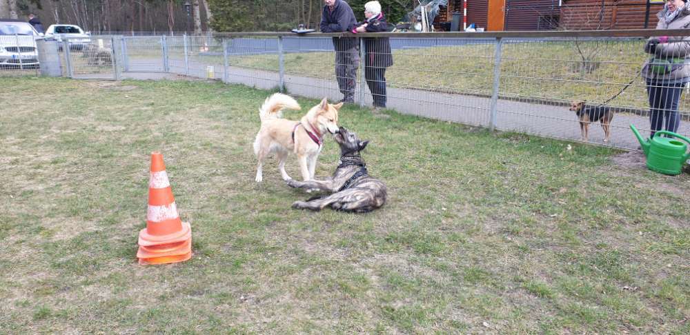 Hundeauslaufgebiet-Polizeihund-Sportverein Hambühren e. V.-Bild