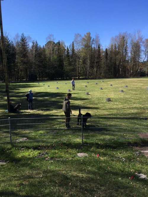 Hundeauslaufgebiet-Polizeihund-Sportverein Hambühren e. V.-Bild