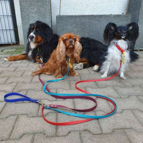Hundeauslaufgebiet-Mila Vendée Kreativwerkstatt-Bild