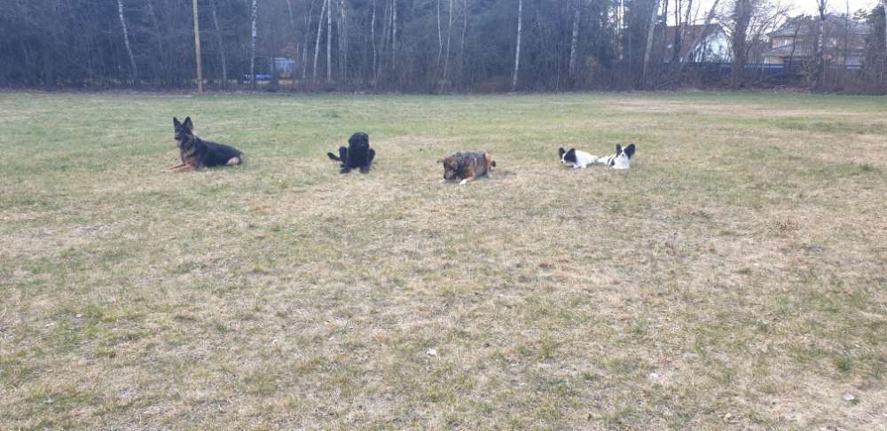 Hundeauslaufgebiet-Polizeihund-Sportverein Hambühren e. V.-Bild