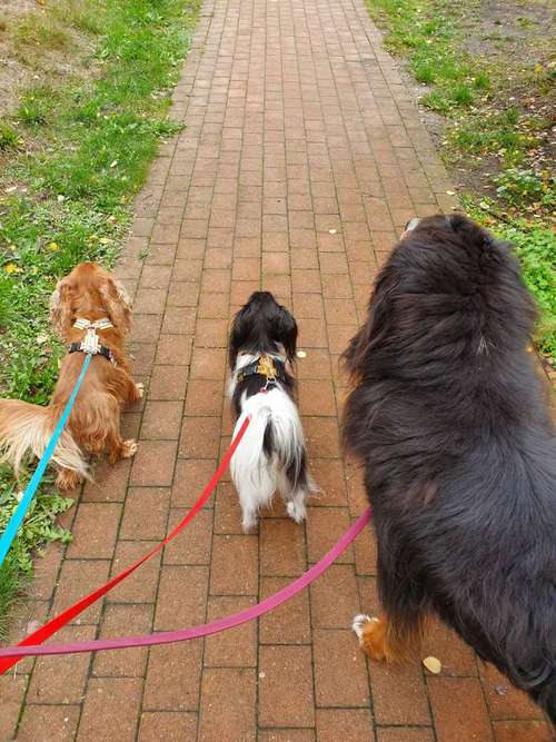 Hundeauslaufgebiet-Mila Vendée Kreativwerkstatt-Bild