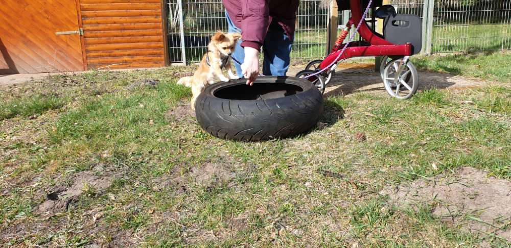 Hundeauslaufgebiet-Polizeihund-Sportverein Hambühren e. V.-Bild