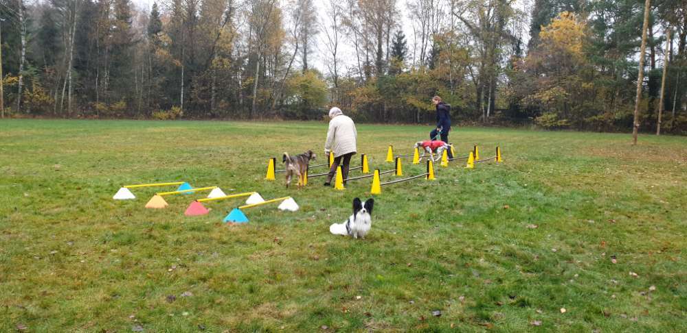 Hundeauslaufgebiet-Polizeihund-Sportverein Hambühren e. V.-Bild