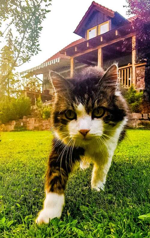 Hundeauslaufgebiet-Dr. Julia Deivel-Bild