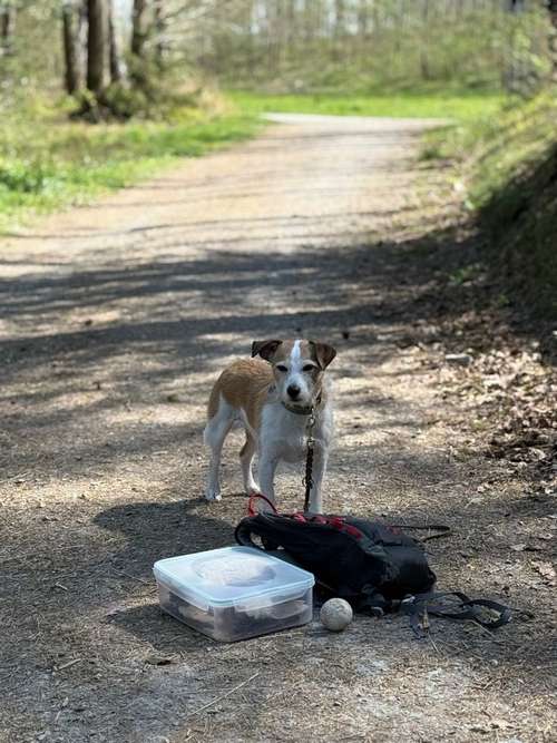 Hundeauslaufgebiet-Rundum-Glückshund-Bild