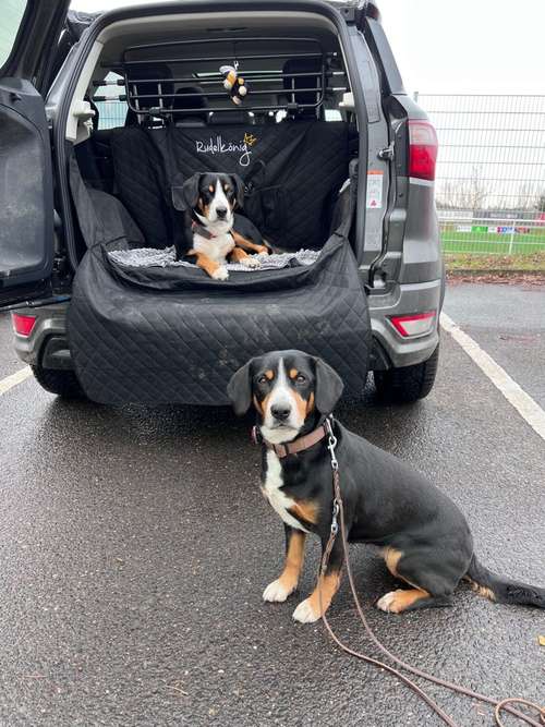 Hundeauslaufgebiet-Rundum-Glückshund-Bild