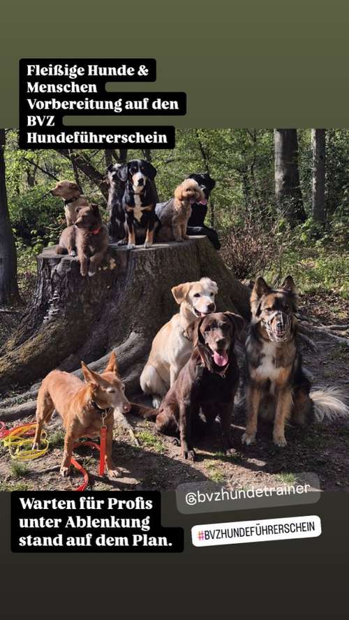 Hundeauslaufgebiet-Rundum-Glückshund-Bild