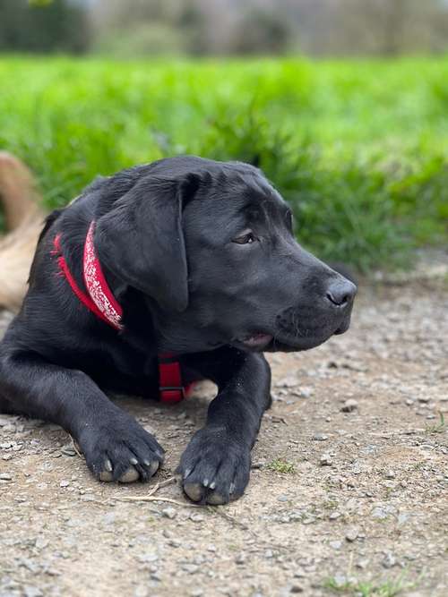 Hundeauslaufgebiet-Rundum-Glückshund-Bild