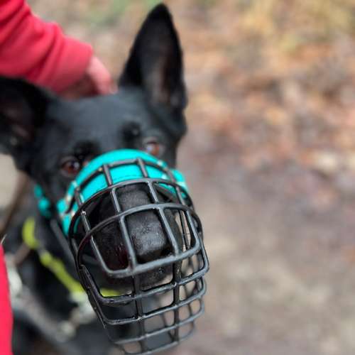 Hundeauslaufgebiet-Rundum-Glückshund-Bild