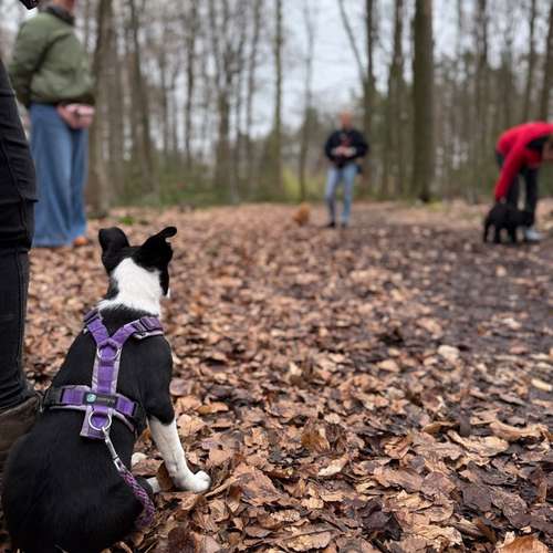 Hundeauslaufgebiet-Rundum-Glückshund-Bild