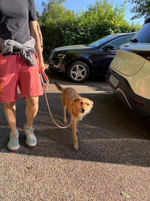 Hundeauslaufgebiet-Rundum-Glückshund-Bild