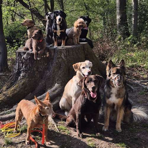Hundeauslaufgebiet-Rundum-Glückshund-Bild