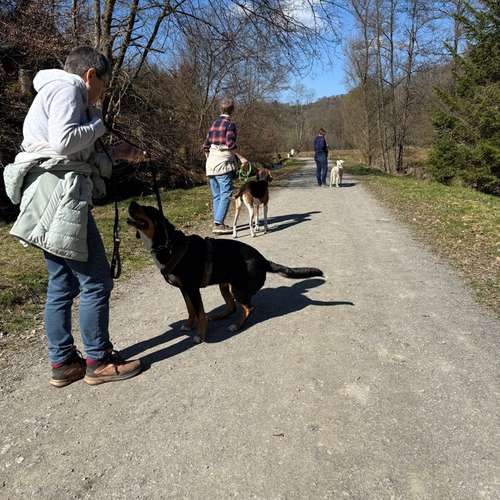 Hundeauslaufgebiet-Rundum-Glückshund-Bild