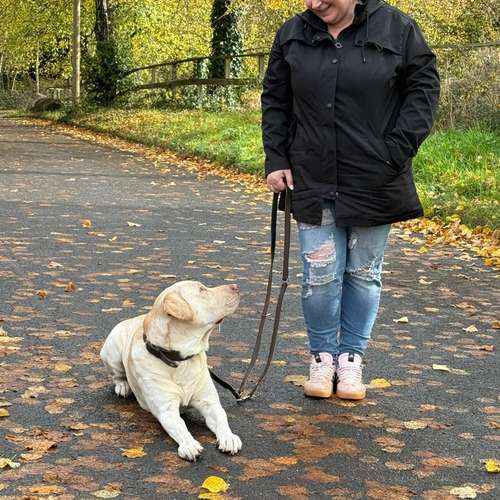 Hundeauslaufgebiet-Rundum-Glückshund-Bild