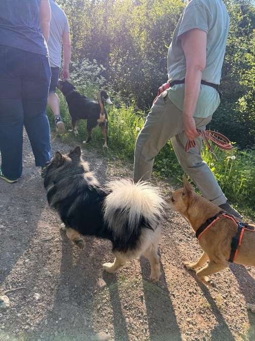Hundeauslaufgebiet-Rundum-Glückshund-Bild