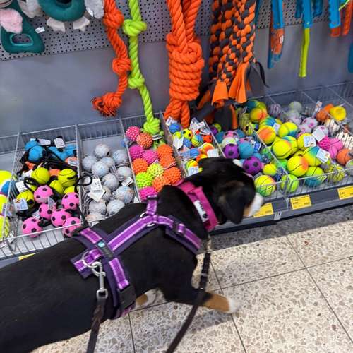 Hundeauslaufgebiet-Rundum-Glückshund-Bild