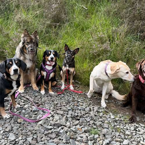 Hundeauslaufgebiet-Rundum-Glückshund-Bild