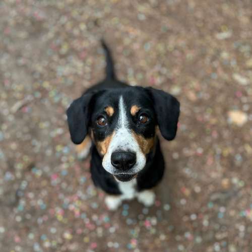 Hundeauslaufgebiet-Rundum-Glückshund-Bild