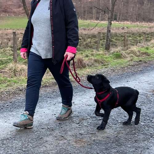 Hundeauslaufgebiet-Rundum-Glückshund-Bild