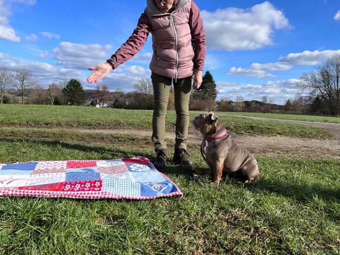 Hundeauslaufgebiet-Rundum-Glückshund-Bild