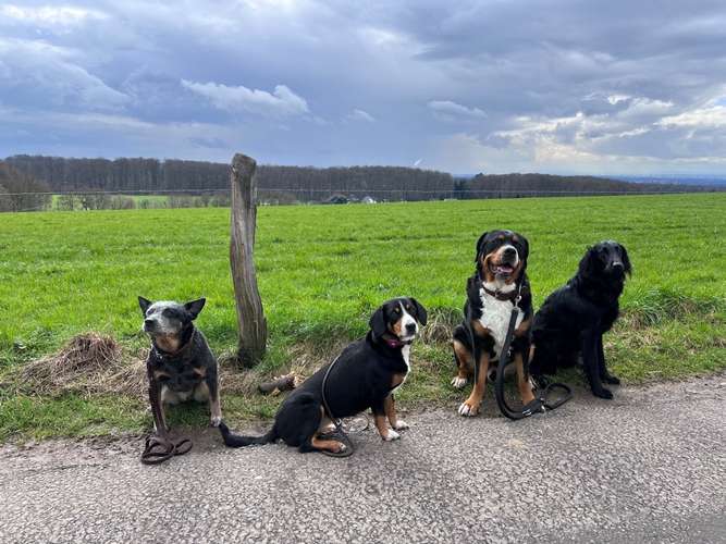 Hundeauslaufgebiet-Rundum-Glückshund-Bild