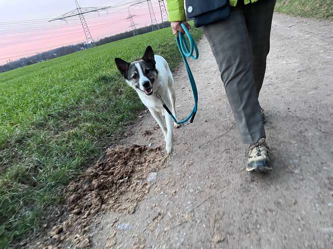 Hundeauslaufgebiet-Rundum-Glückshund-Bild